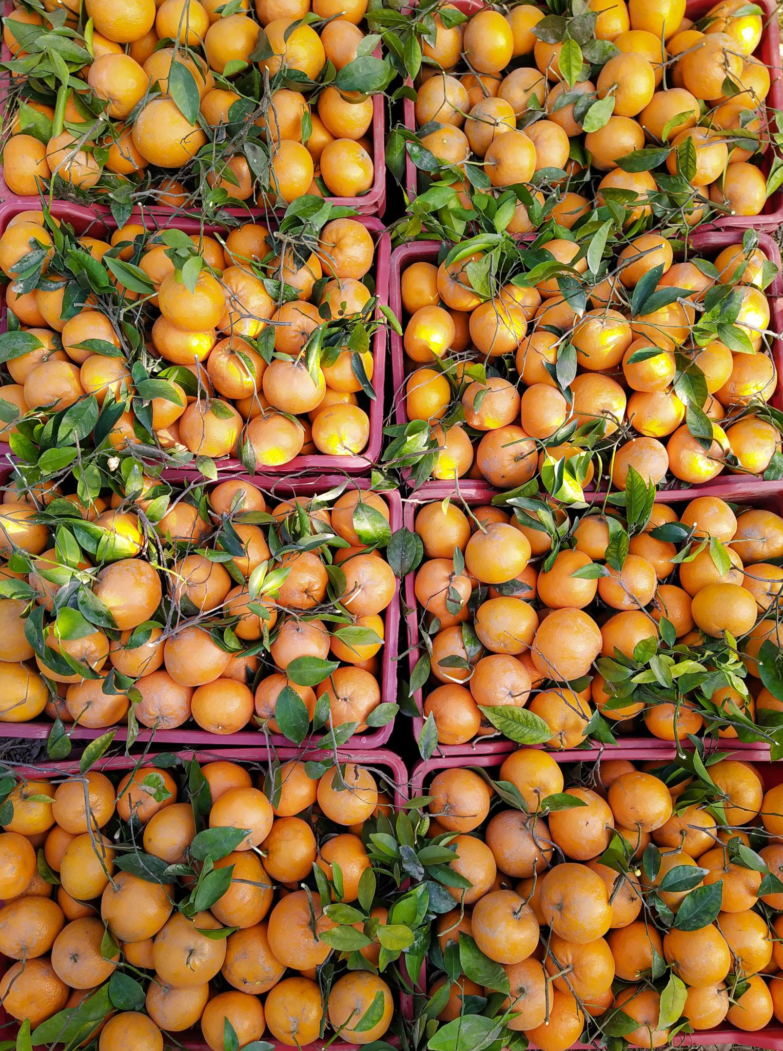 North Burnett citrus orchards